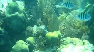 John Pennekamp Coral Reef State Park - Snorkeling Tour - Key Largo, FL - 11