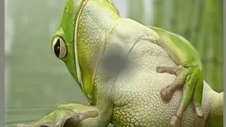 Sapos y ranas