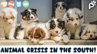 ANIMAL CRISIS IN THE SOUTH | Tuscaloosa Metro Animal Shelter | Pawareness Podcast No. 81