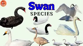 Graceful Types of Swan Species Name in English with Pictures for Kids! 🦢#kidslearning #animals #swan