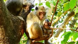 Good father Aron so pity baby monkey Anissa cos Anna not give milk and Aron takes care instead.