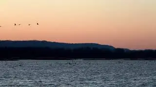 Flock of Birds Flying above a River | Nature sounds