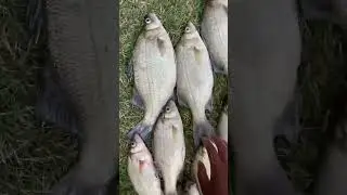 &ldquo;Can&rsquo;t go wrong with white bass&rdquo; #fishing #life #nature #freshwaterfishing