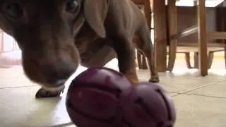 PetSafe Busy Buddy Barnacle Dog Toy