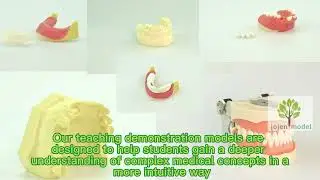 Jojen model's company introduction,Medical Education Model china manufacturer.