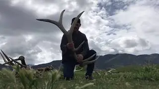 Did you know Deer and Elk antlers fall off every year?