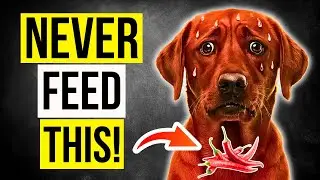 Are You Poisoning Your Dog With Spicy Food? | Effects of Spicy Foods on Dogs