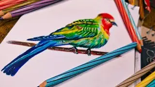 How to draw. Bird 🕊️ | birds draw. |Bird drawing. Easy tips...|#ytshorts #viral #youtubeshorts #art 