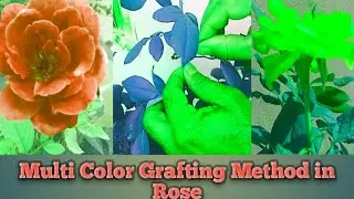 |Rose Multi Color| Grafting| Alovera Natural Harmon | for |Quick  Results | within Weeks|