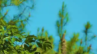 Stress Relief and Healing Playlist | Gentle Classical Ensemble Relaxation Music 🌸