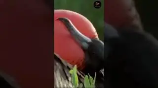 Christmas frigatebird || New short video 🔥🔥🔥#birds #short