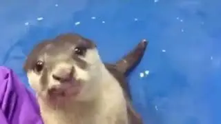 Soviet national anthem sung by 12 ducks (not dolan dark tho)