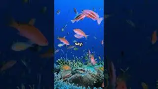 Fish can talk! #marinespecies #marineecosystem #animals #facts #marinecreatures #ocean