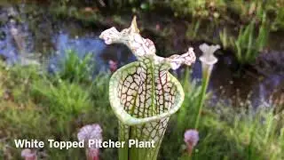 Intro. to Ecology and Limiting Factors: White Topped Pitcher Plant