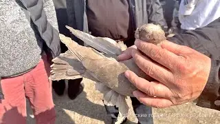 Птичий рынок г. Ташкент - ГОЛУБИ (16.10.2021) / Uzbek Pigeons / Usbekische tauben