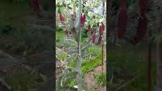Ель Энгельмана 