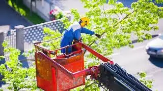 Tree Cutting Service | Miguel's Tree Service | Port Jefferson Station, NY
