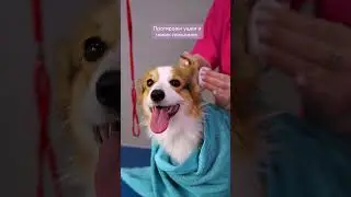 Коржик на спа-процедурах вместе с I LOVE MY PET 🤍🐕