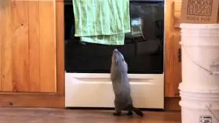 Major: Mission Towel