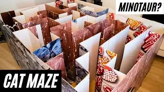 Cat Maze Food Challenge! can he find all the SNACKS?😱