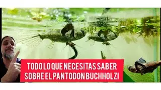 Todo lo que necesitas saber sobre el Pantodon buchholzi (pez Mariposa africano)