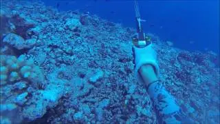 Moorea spearfishing I