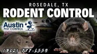 Rosedale, Texas Rodent Control Services (512) 777-1339