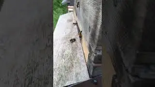 Bee's close up