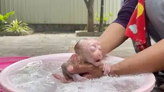 Pity Baby Monkey A Tong Get Choking While Taking Shower