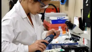 REVARGAL - Estimación de edad en odontocetos con técnica económica, rápida y sencilla.