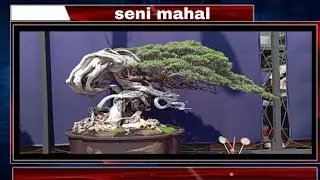 INSPIRASI BONSAI || dari Cina. Lalu populer d Jepang dan akhirnya di seluruh dunia bonsai berkembang