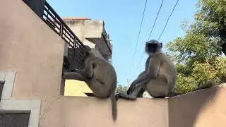 bandar | monkey video | monkey | monkey voice | bandar funny manki jumping video
