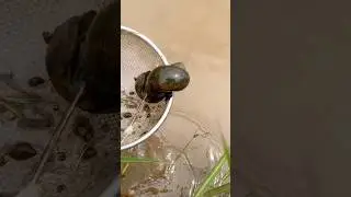 Catch a snail in the rice field &ldquo;Watch the full video on my channel&rdquo; 🐌 #catchsnail #snail #shorts