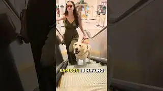 Как моя собака-поводырь перемещается по эскалатору 🦮 #insta360 #слепой #животное-поводырь #собака...