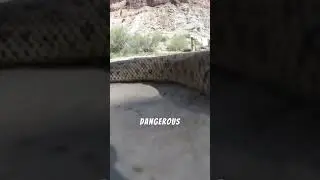 How to Save Your Pet from a Snake Bite in Australia: Essential Tips!