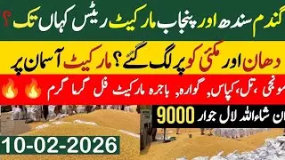 Today Wheat price in punjab//گندم کا ریٹ 2025/munji makki till sarso/Galla mandi rate today
