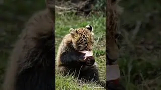 animal prototype#AnimalEating #MeatEating #Carnivore #Predator #Eating #AnimalMukbang #Wildlife