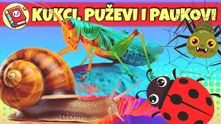 Učimo Kukce, Paukove i Puževe 🎴 Edukativni Video za Djecu s Flash Karticama i Stvarnim Životinjama
