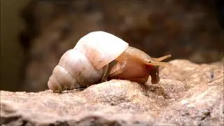 Leonia mamillaris