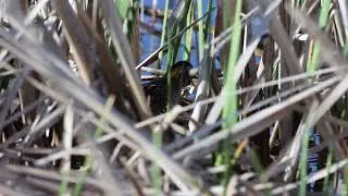 Sora Rail