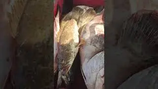 Today fishing report sunehra and kimari|| grouper barracuda|| Karachi fishing report today||