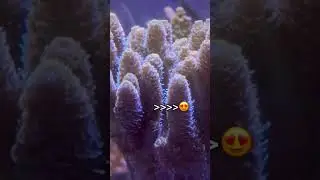 Addiction chez aquariums Nguyen #holidayswithshorts #shortwithzita #aquarium
