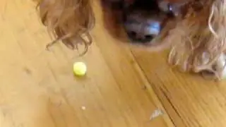 Dog eating candy
