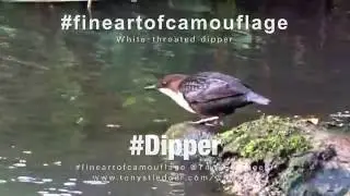 Dipper Bird Tolka River Dublin #pilgrimwiracamera