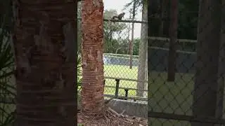 Red Fox Squirrel in Florida