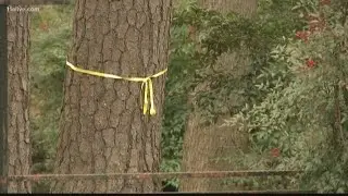 The process for removing trees in your yard