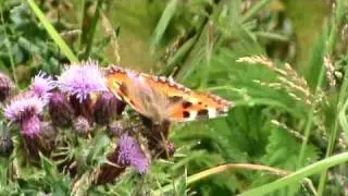 Butterflies of Dorset 2009 pt2 Nymphalidae