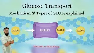 Glucose Transporters: The Sugar Highway Explained| Mechanism &Type of GLut  #glucosemetabolism 