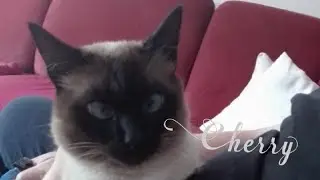 Siamcat l Cherry got a massage from Uncle Michael 🤣l Youtupaws Videos