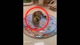 J'AI Acheté Un Lit D'Eau Pour Mes Chats... Grosse Erreur 😂💦🐱